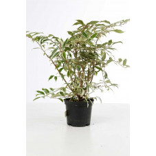 leucothoe rainbow 40 cm en pot de 5 litres