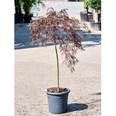 érable du Japon crimson queen 120 cm - pot diam. 32 cm