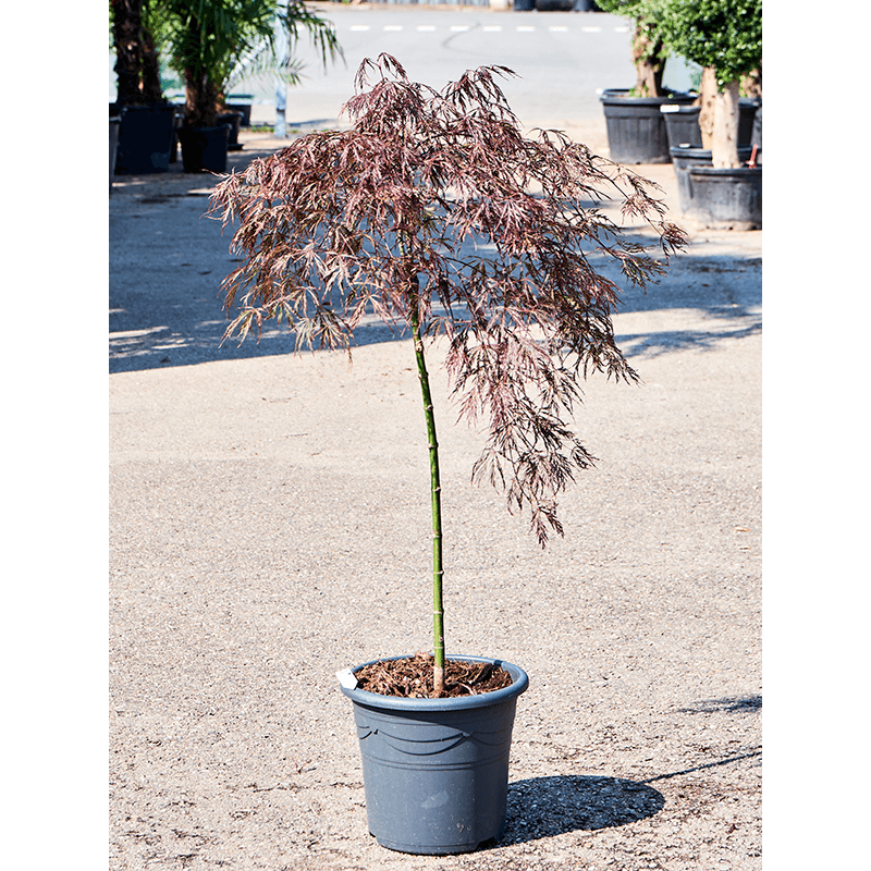 érable du Japon crimson queen 120 cm - pot diam. 32 cm érable du Japon crimson queen 120 cm - pot diam. 32 cm