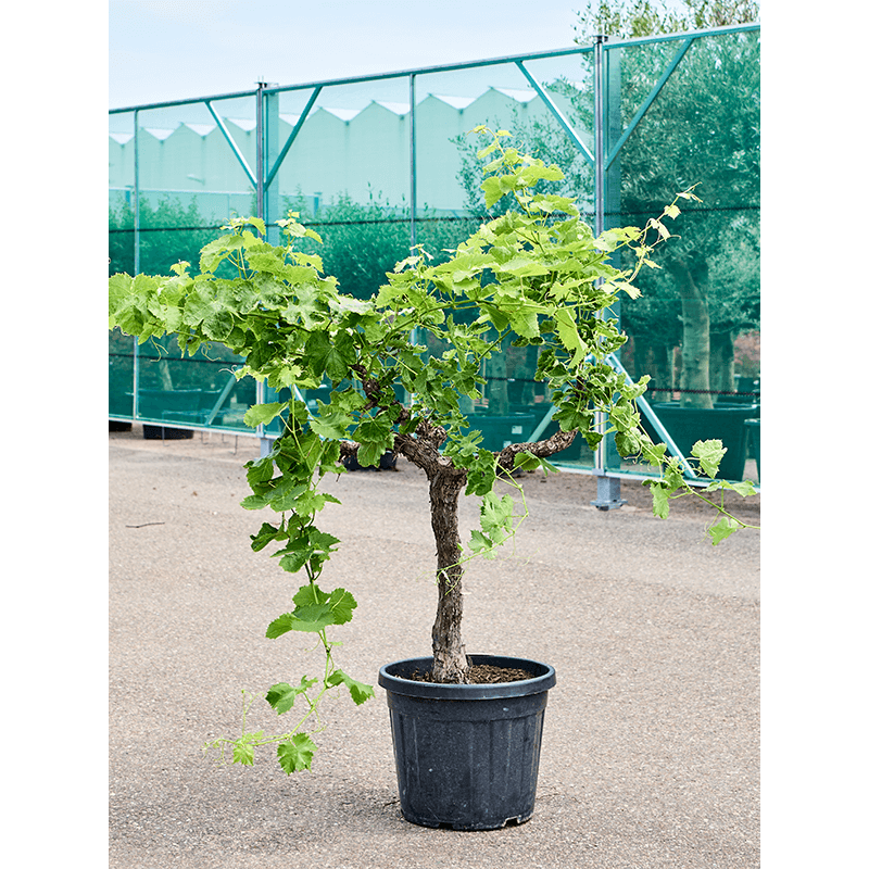 vitis vinifera - vigne tige 120 cm - pot diamètre 43 cm