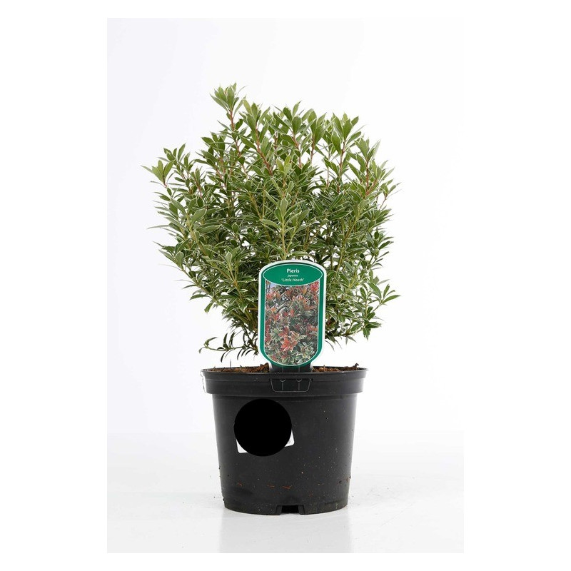 pieris du Japon Panaché 30 cm pot de 3 litres pieris du Japon Panaché 30 cm pot de 3 litres