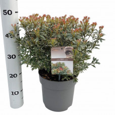 pieris du Japon panaché 60 cm en pot de 23 cm