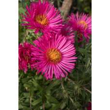 Aster novae - angliae Anderken an Alma Potschke