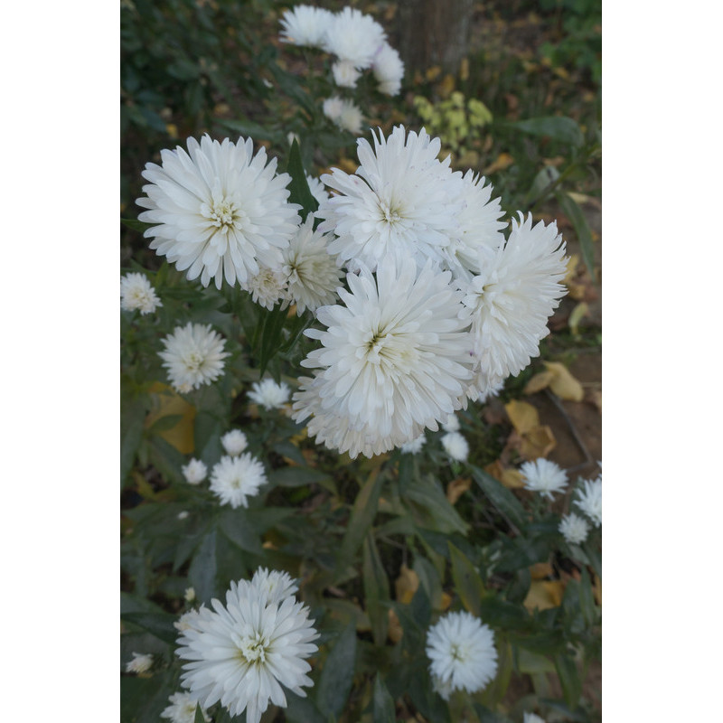 aster pringlei Monte cassino