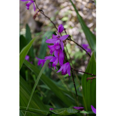 orchidée jacinthe - bletilla striata