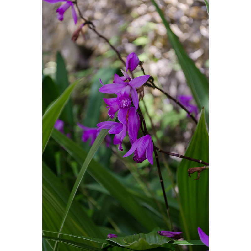 orchidée jacinthe - bletilla striata