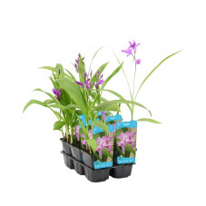 bletilla striata en pot de 9 cm