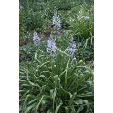 camassia cisickii - Quamasch