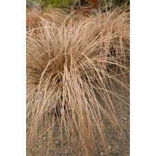 carex bronze