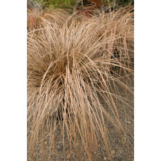 carex bronze