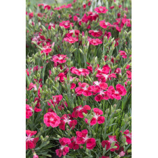 œillet de poète rose