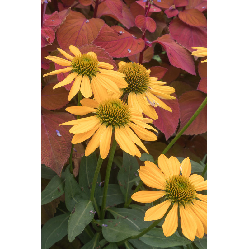 rudbeckia artisan yellow - jaune orange