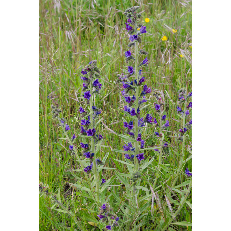 vipérine commune - echium