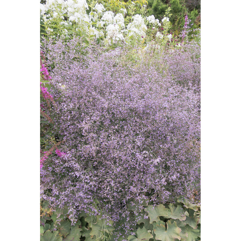 statice vivace - limonium latifolium statice vivace - limonium latifolium
