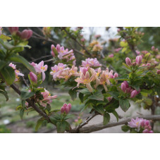 lonicera tartarica - de Tartarie