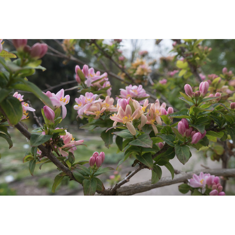 lonicera tartarica - de Tartarie