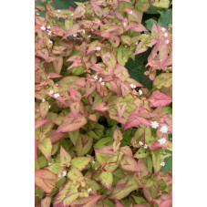 persicaria Red Dragon - renouée