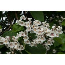 fleurs du catalpa