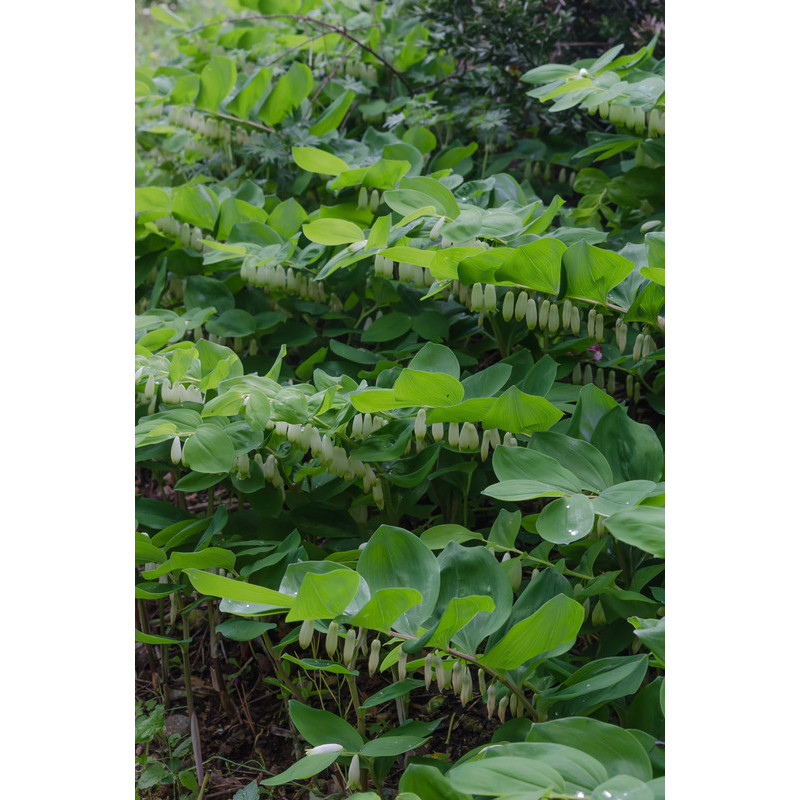 sceau de Salomon - polygonatum odoratum