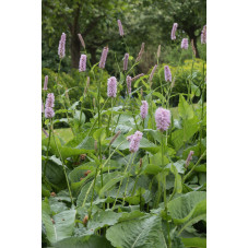 renouée bistorta - persicaria