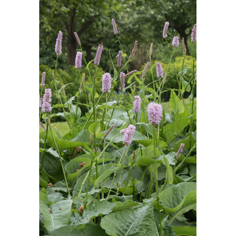 renouée bistorta - persicaria