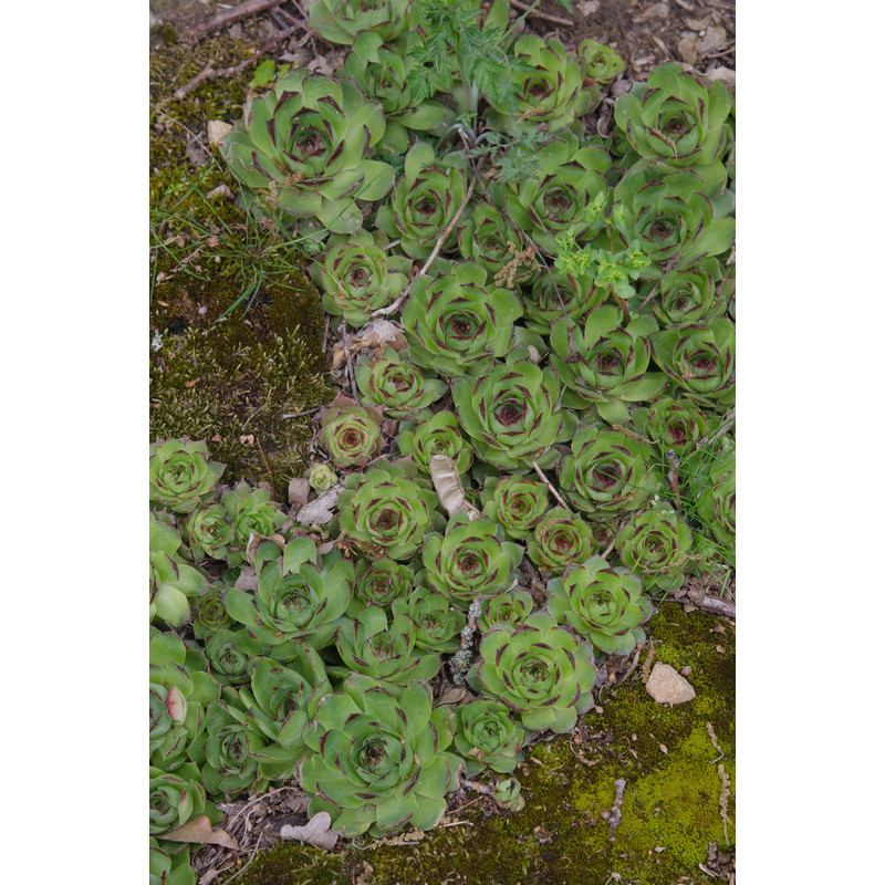 joubarbe des toits - sempervivum tectorum