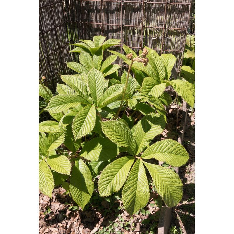 rodgersia pinnata