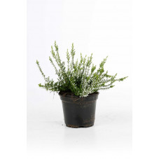 calluna vulgaris blanche -...