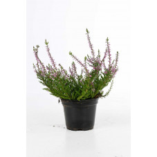 calluna vulgaris - bruyère d'été rose en pot de 10.5