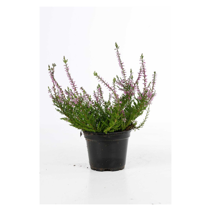 calluna vulgaris - bruyère d'été rose en pot de 10.5