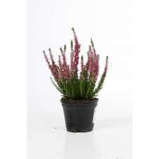 calluna vulgaris rouge - bruyère d'été en pot de 10.5 cm