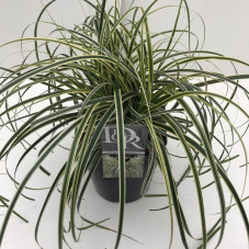 carex panaché en pot de 3/ 5 litres