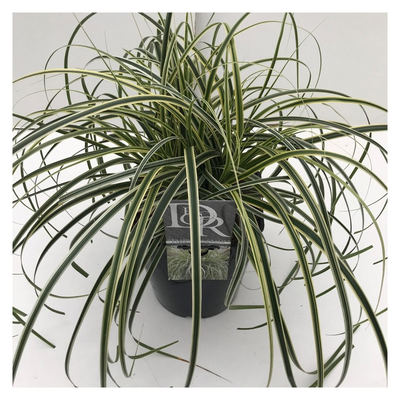 carex panaché en pot de 3/ 5 litres