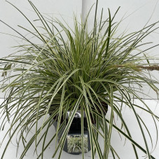 carex panaché en pot de 10 litres