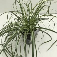 carex panaché en pot de 2 litres