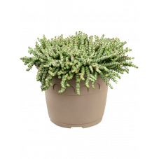 crassula marnieriana 50 cm (pot compris) - pot diamètre 35 cm
