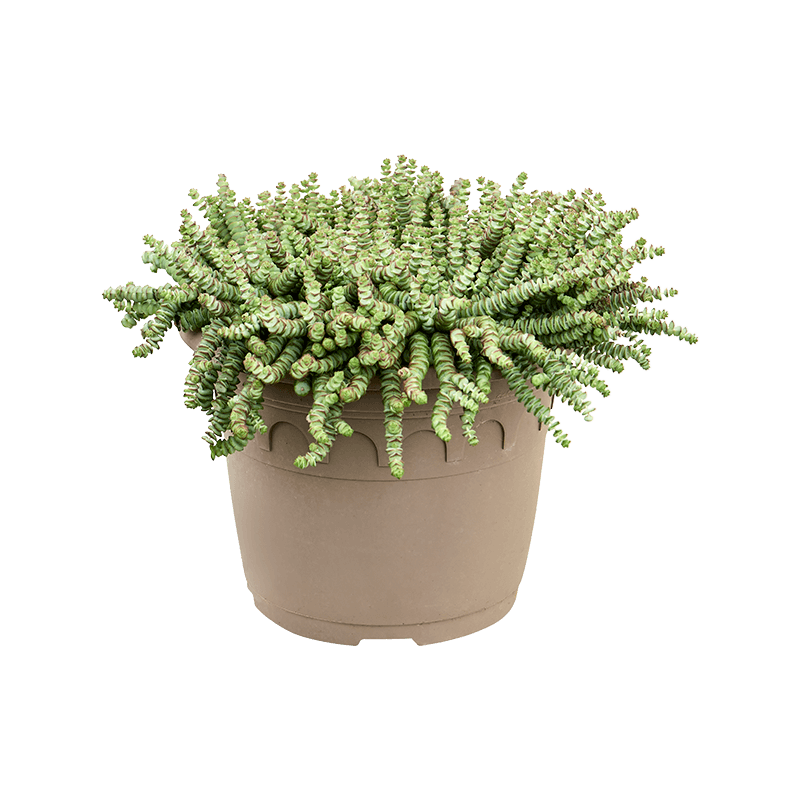 crassula marnieriana 50 cm (pot compris) - pot diamètre 35 cm