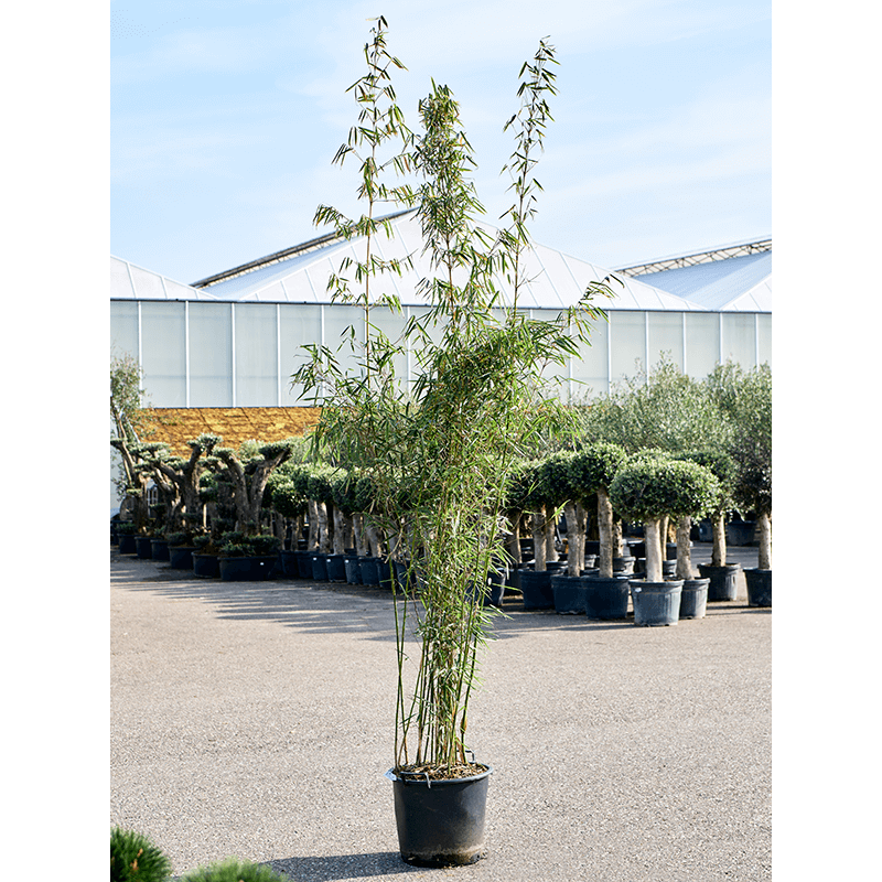 fargesia robusta campbell 250 cm en pot diam. 40 cm