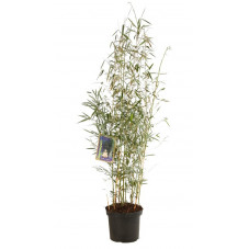 fargesia campbell 100 cm pot de 7.5 litres