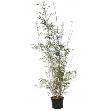 bambou fargesia campbell 125 cm pot de 7.5 litres