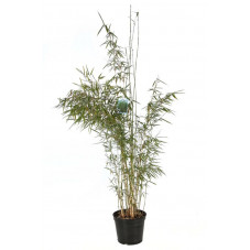 bambou fargesia campbell 150 cm pot de 12 litres