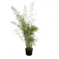 bambou fargesia campbell 200 cm pot de 18 litres