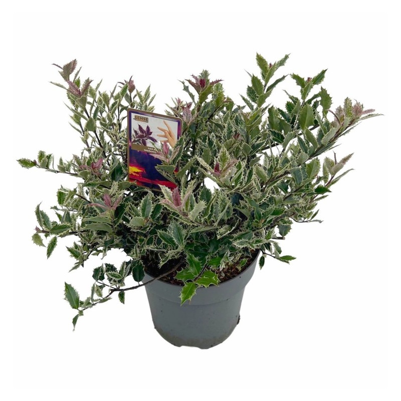 houx panaché ingramii - ilex aquifolium en pot de 27 cm