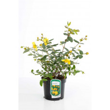 hypericum moserianum - millepertuis en pot de 3 litres