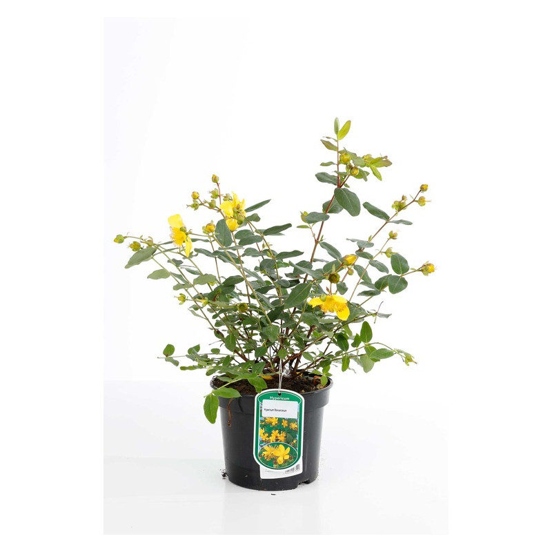 hypericum moserianum - millepertuis en pot de 3 litres hypericum moserianum - millepertuis en pot de 3 litres