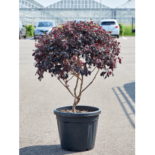 loropetalum chinense ever red 100 cm - pot diamètre 40 cm