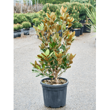 magnolia grandiflora Little Gem 125 cm - pot diamètre 40 cm