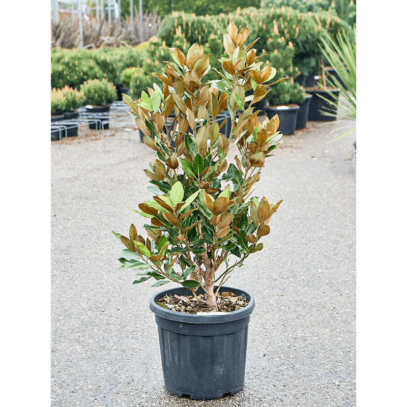 magnolia grandiflora Little Gem 125 cm - pot diamètre 40 cm