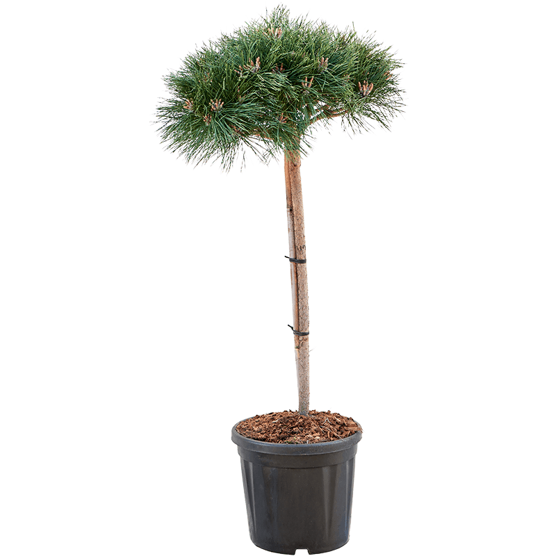 pinus brepo tige 125 cm - pot diamètre 40 cm