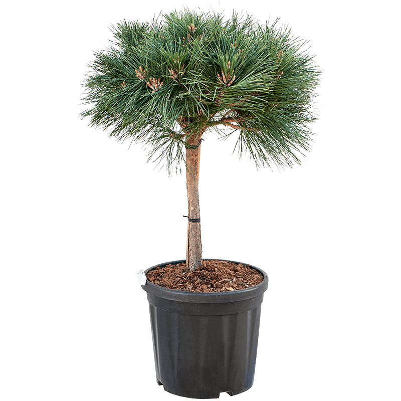 pin noir brepo tige 45 cm - pot diamètre 40 cm pin noir brepo tige 45 cm - pot diamètre 40 cm